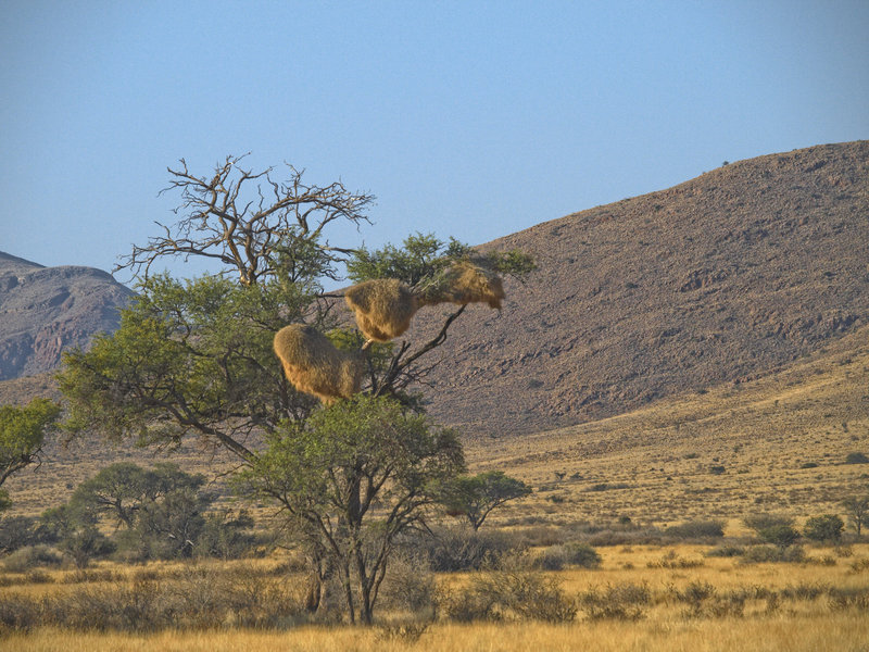 Weaver Bird, Neuras